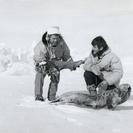 C Mauri and G Tunnicliffe with dried seal