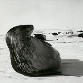 Weddell seal
