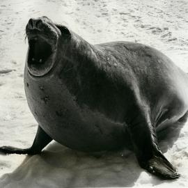 Elephant seal near Erebus Glacier Tongue