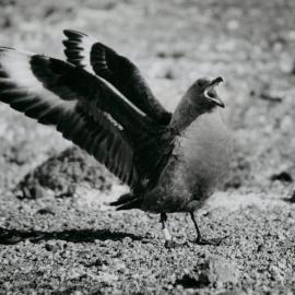 Skua at Cape Royds