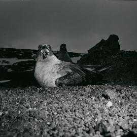 Female skua sitting on unhatched egg