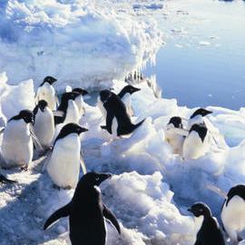 Adelie Penguins and ice