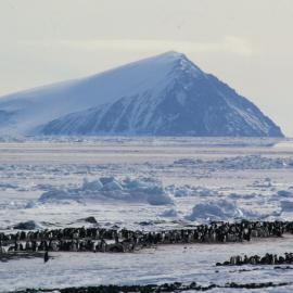 Adelie Penguins at Cape Bird