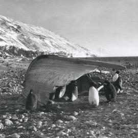 Adelie Penguins surrounding remain of a boat 