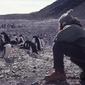 Peron at Penguin Rookery