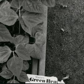 Greenhouse experiment| showing fertilised and unfertilised beans