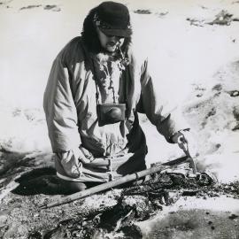 Measuring a fish carcass