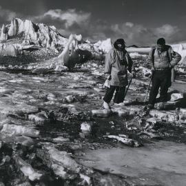 Sicenitsts observing fish carcasses