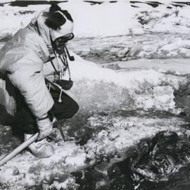 Sicenitst observing fish carcasses