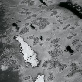 Part of Cape Adare Adelie Rookery