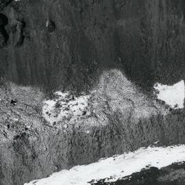 Part of Foyn Island Adelie Rookery