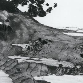 Part of Foyn Island Adelie Rookery