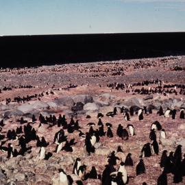 Adelie Penguin Rookery