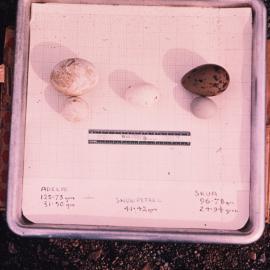 Eggs, Adelie, Skua and Snow Petrel