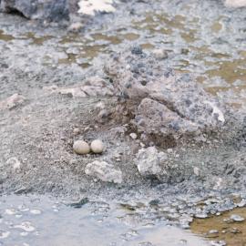 Penguins eggs in nest