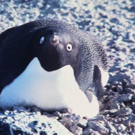 Adelie Penguin on Nest
