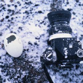 Penguin egg eaten by Skua