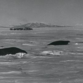 Tractor train passes a group of Weddell seals