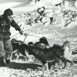 Tangled Dog Team