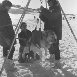 weighing dogs| Richard Balm| and two USARPs