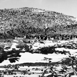 Adelie penguin colony
