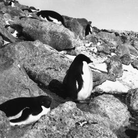 Adelie penguin on nest