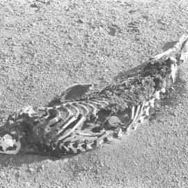 Seal Carcass