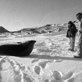 Invited visitors| Margaret Austin and Dave Geddes| with Weddell seal
