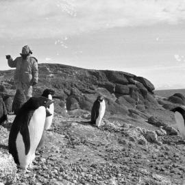Euan Young & Connie Bergman counting Adelie Penguins