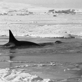 Orca spyhopping in melt hole| just behind Scott Base