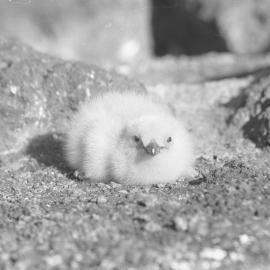 Skua chick 