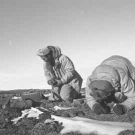 Science| Biology| David Owen| Colin Meurk