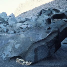 Mummified penguin remains