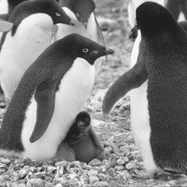 Adelie| mum| dad and twins| Cape Bird