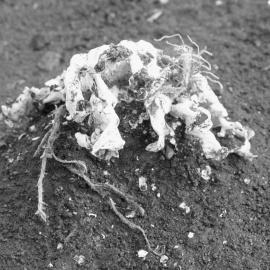 Coral brought up from the sea