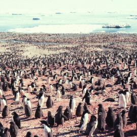 Adelie Penguin Rookery, Ridley Beach