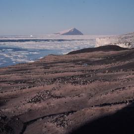 Adelie Penguin colony at Cape Bird