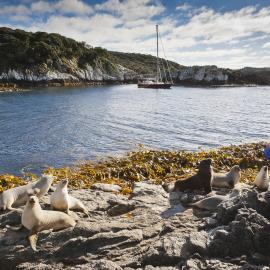 Hoho Bay, Snares Island