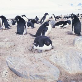 Adelie Penguins at Cape Hallett