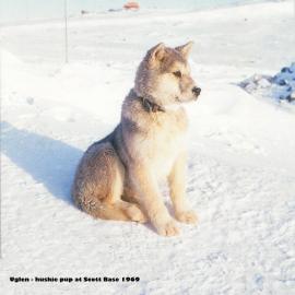 Uglen the Husky