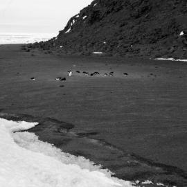 Adelie Penguins at Blacksand Beach 