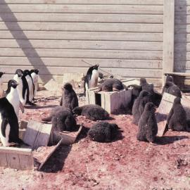 Adelie penguin chicks outside Borchgrevink's Hut