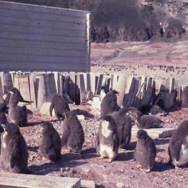 Adelie Chicks at Borchgreveink's Hut