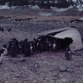 Adelie chicks and old boat