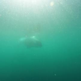 Killer whale underwater video
