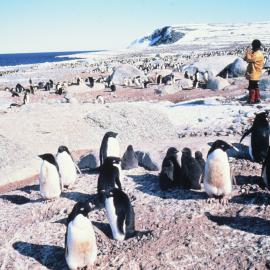 Penguin rookery, Inexpressible Island