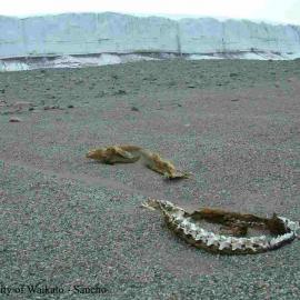 mummified seals in front of Canada Glacier