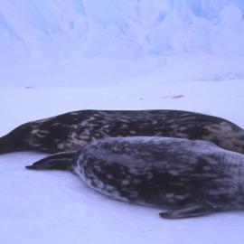 Weddell Seal End-lactation(6 weeks old)
