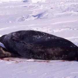 Newborn Seal