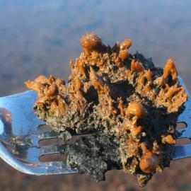 Microbialmat near Scott Base